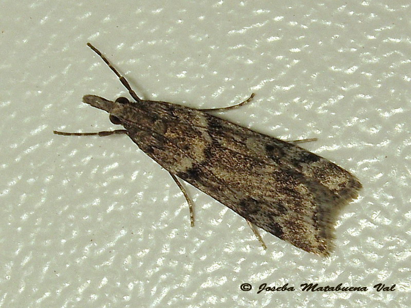 Eudonia sp. ? S, Eudonia angustea